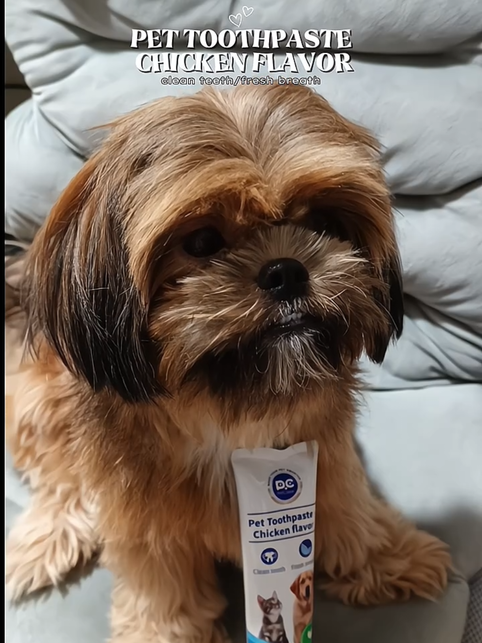 Pet toothpaste na chicken flavor na 😍✨ •This is Edible enzymatic formula - safe to eat •Delicious chicken flavor that dog and cats love it.  •Clesn teeth, remove tartar and support healthy gums✨ #petclear #dogtoothpaste #pettoothpaste #toothpaste #fyp 