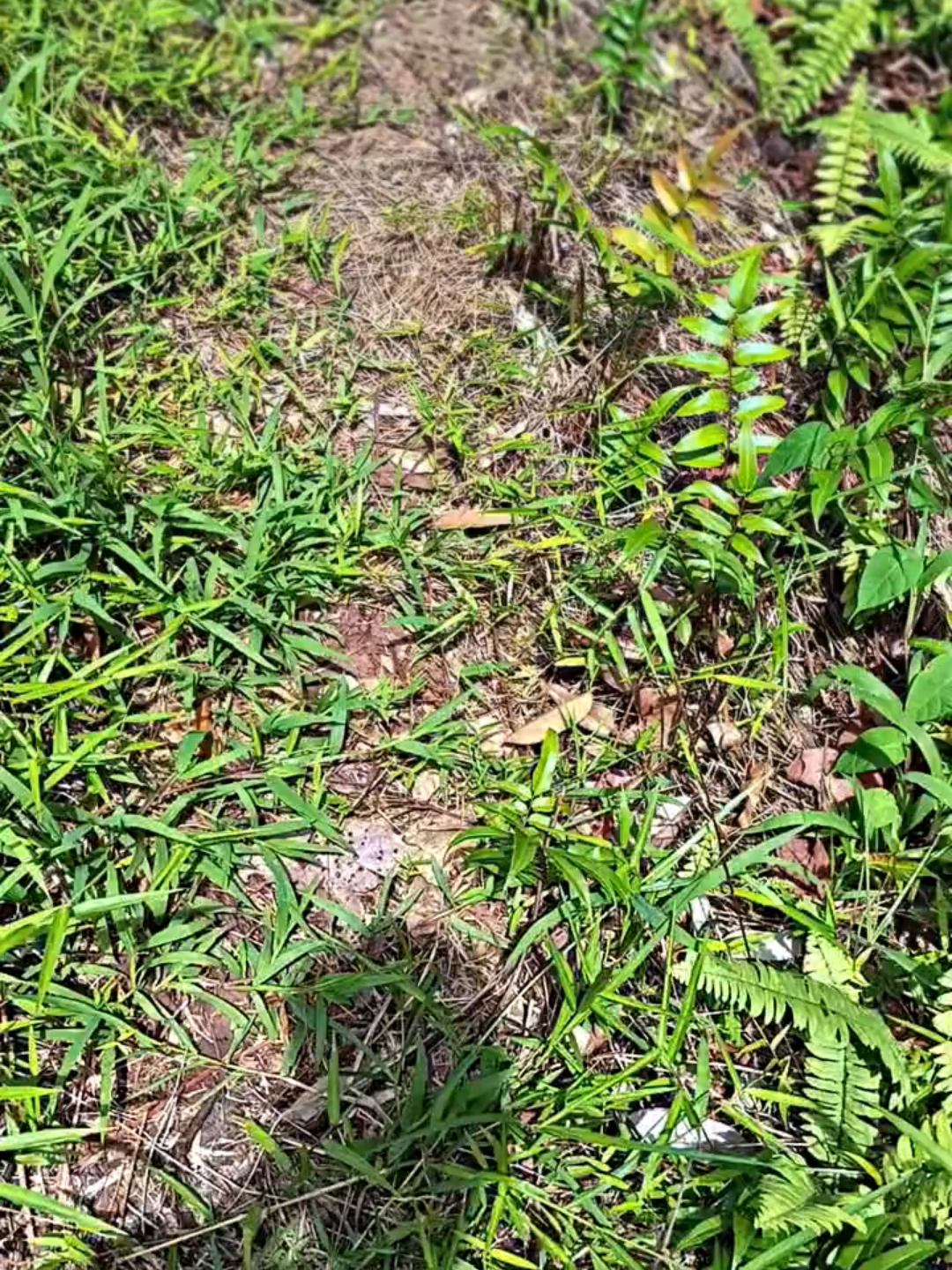 Rekam pakai tecno camon 40 #TECNOIndonesia #TECNOFansIndonesi  #tecnocamon40 #editcapcut #fypdongggggggg  @tecnoindonesia @tecno_kalimantan