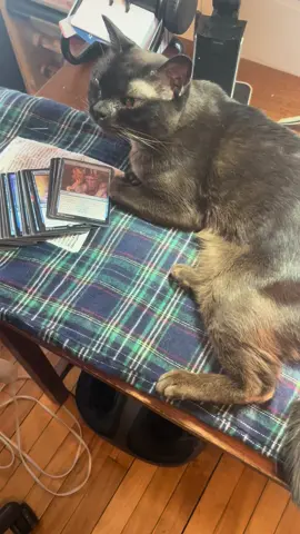 There’s no such thing as Black Cat Friday. #edh #magicthegathering #mtgcommander #edhrec #