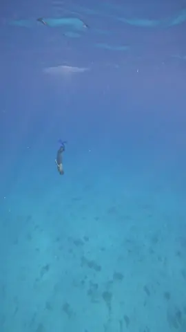 15 Meters ☝️🇪🇬#freediving #fyppppppppppppppppppppppp #الغردقه❤hurghada #البحر_الاحمر #redsea فري دايف اورانج 