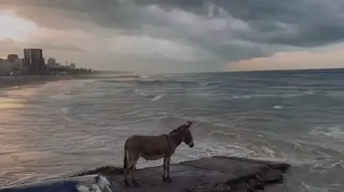 الجزائر#🤣 #boumerdes_35 