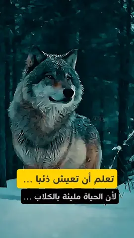 تعلم أن تعيش ذئبا ... لأن الحياة مليئة بالكلاب ... #viral #اكسبلور #fyp #شعب_الصيني_ماله_حل😂😂 #tiktokviral 