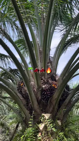 #sawitstory #sawittiktok🌴 #sawit🌴 #foryou 