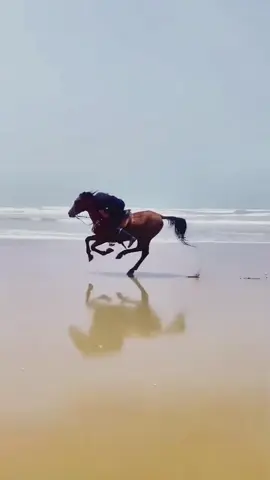 #الخيل_عشق_لاينتهي #اكسبلورexplore #الخيل_العربي_الاصيل🐎 #هدية_للإستمرار🎁 #خيل_وخياله🐎 