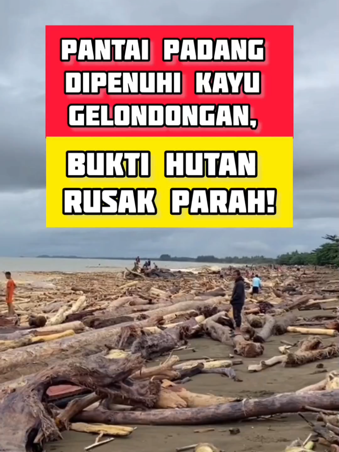 Kayu gelondongan memenuhi Pantai Padang, memperlihatkan dampak pembalakan liar dan hancurnya hutan Sumbar. #banjirbandang #banjirpadang #banjirsumatra #beritaviral #beritaterkini #kabarterbaru #kabarindonesiaterkini #beritaterupdate #berita #beritaterbaru #beritabanjir #banjir2025 #kayugelondongan #penebanganpohon #penebanganhutan #penebanganliar