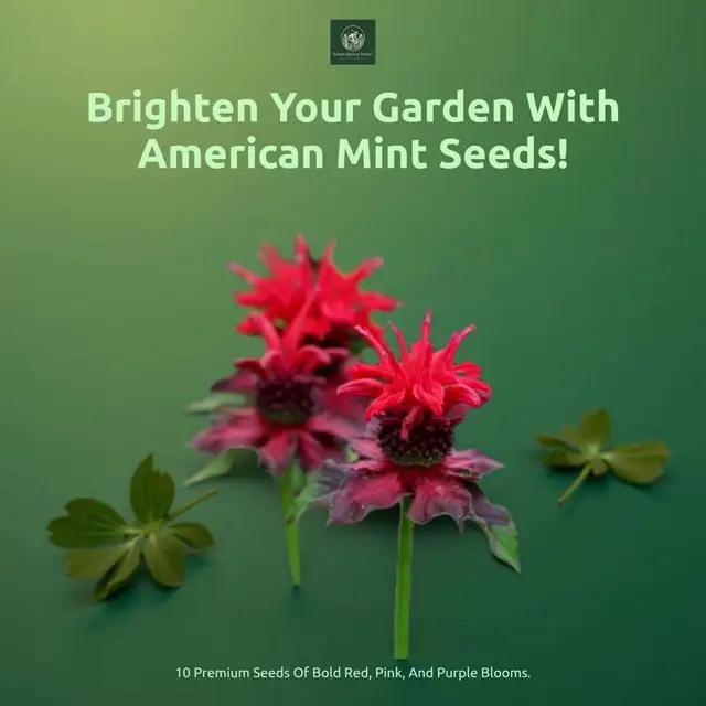 Enhance your garden with American Mint seeds! 🌱 Attract pollinators while enjoying vibrant blooms . . https://greensprouthaven.com/products/american-mint-mixed-colors-seeds-bright-amp-ornamental-blooms-nbsp #GreenSpoutHaven