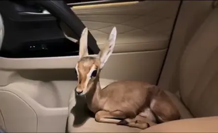 عزّي لمن شاف عودك ي اريش العيين❣️ #عبدالله_ال_مخلص  #اكسبلورexplore 