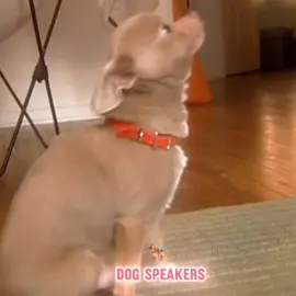 #dog #dogsoftiktok #DogTraining #fyp 