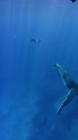 تخيل الغوص برفقة عمالقة الأعماق يمكن أن يصل طول الحوت إلى 16 مترًا ووزنه إلى 40 طنًا.. إنه تذكير صارخ بمدى ضآلة حجمنا أمام أضخم الكائنات الحية على كوكبنا، هذه اللحظات ليست مجرد مشهد مهيب، بل دعوة للتفكر في مكانتنا كجزء من نسيج الحياة المعقد | 📹: Bennie و Emma