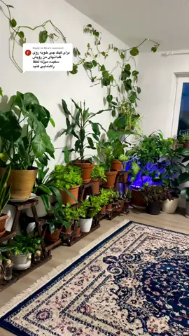 Replying to @Mira  اگه روی گلدونتون کپک می‌زنه این ویدیو رو نگاه کن #اموزش #گل #در #خانه #من 