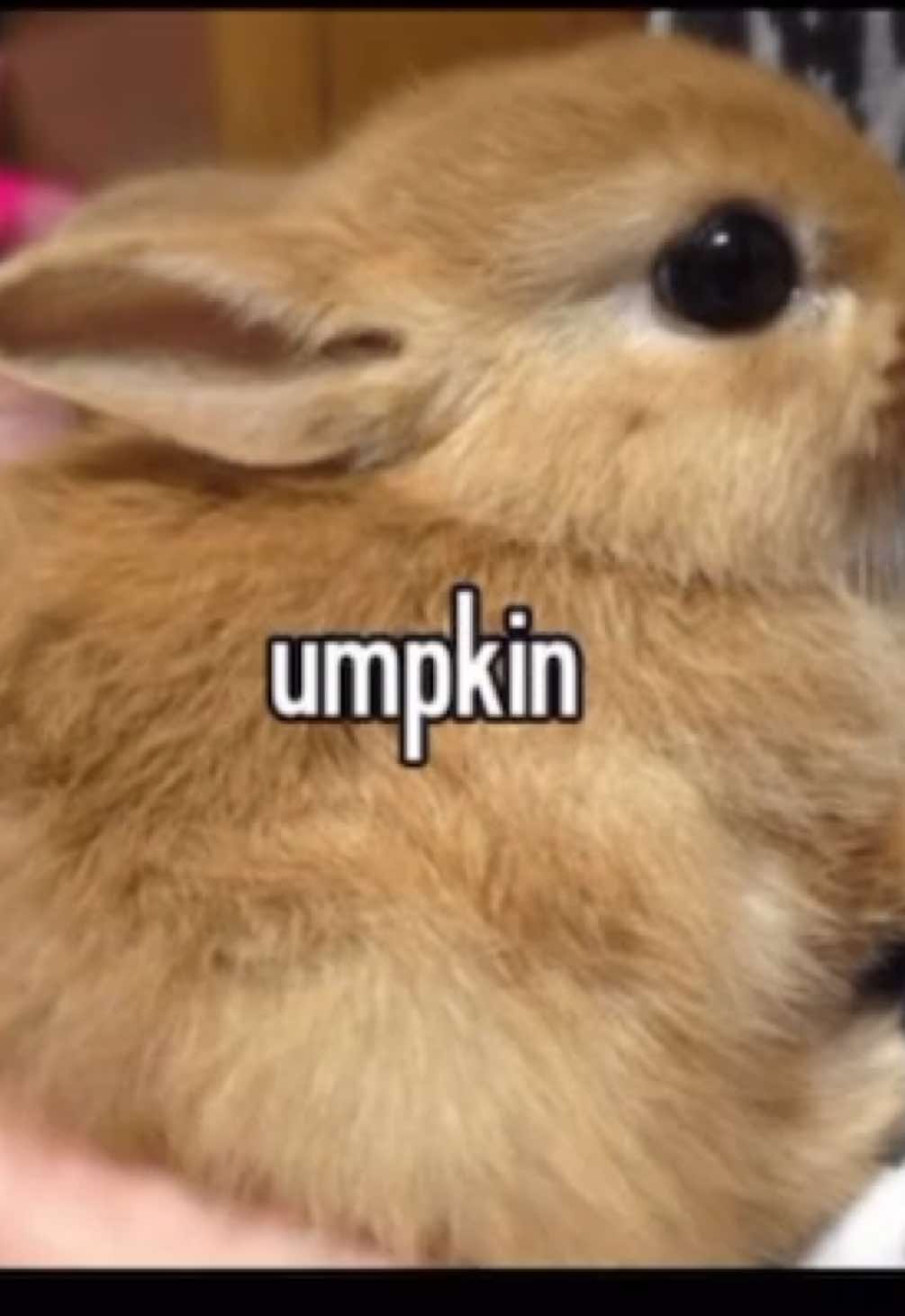 Bunni bunni buny baby bunny bany #fyp #bunni #bunny #bnnuy