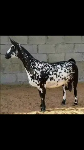 الماعز الصلالي #سلالة الماعز الصلالي 