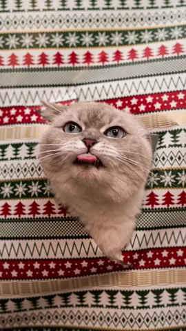 Welches Bild findet ihr am besten?😻 #katze #katzenliebe #katzen 