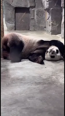 #panda #đềxuất #viralvideo #tym❤️ #share 