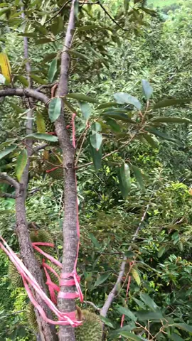 Desember januari wes tak redykan😁🙏 #masukberandafyp #duriannusantara 