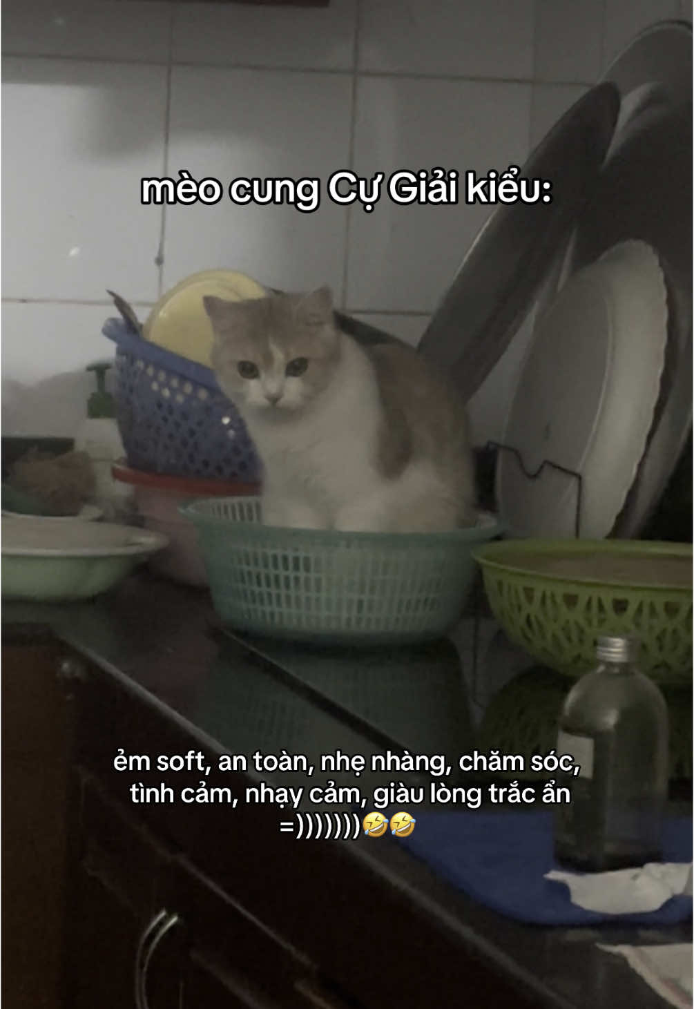 mèo Cự Giải sống tình cảm thế đấy #conmeo #meomeo #meodangiu #meodangyeu😘 #cugiai 