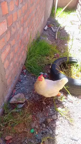 #gallinademami #ponedora #gallina #mascotas 