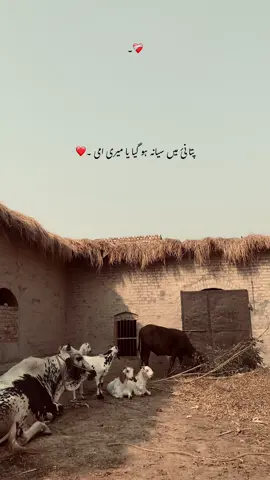 انج ہی گل اے 🙌 #foryou #foryoupage #poetry #poetrystatus #unfreezemyacount 