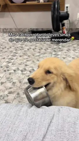 A revolução francesa #dogsofttiktok #fyp #dog 