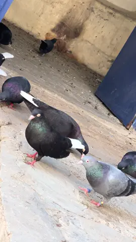 ماشاءالله 🖤