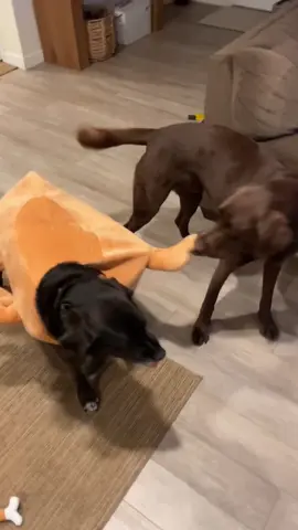 Just a dog and his chicken leg 😭 #PetsOfTikTok #labrador #fyp 