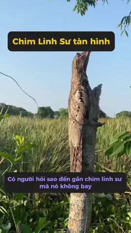 Vì sao chim cú gỗ được gọi là bậc thầy ngụy trang của giới chim? #kienthuc #facts #suthatthuvi #trithuc #xuhuong #viral #reels