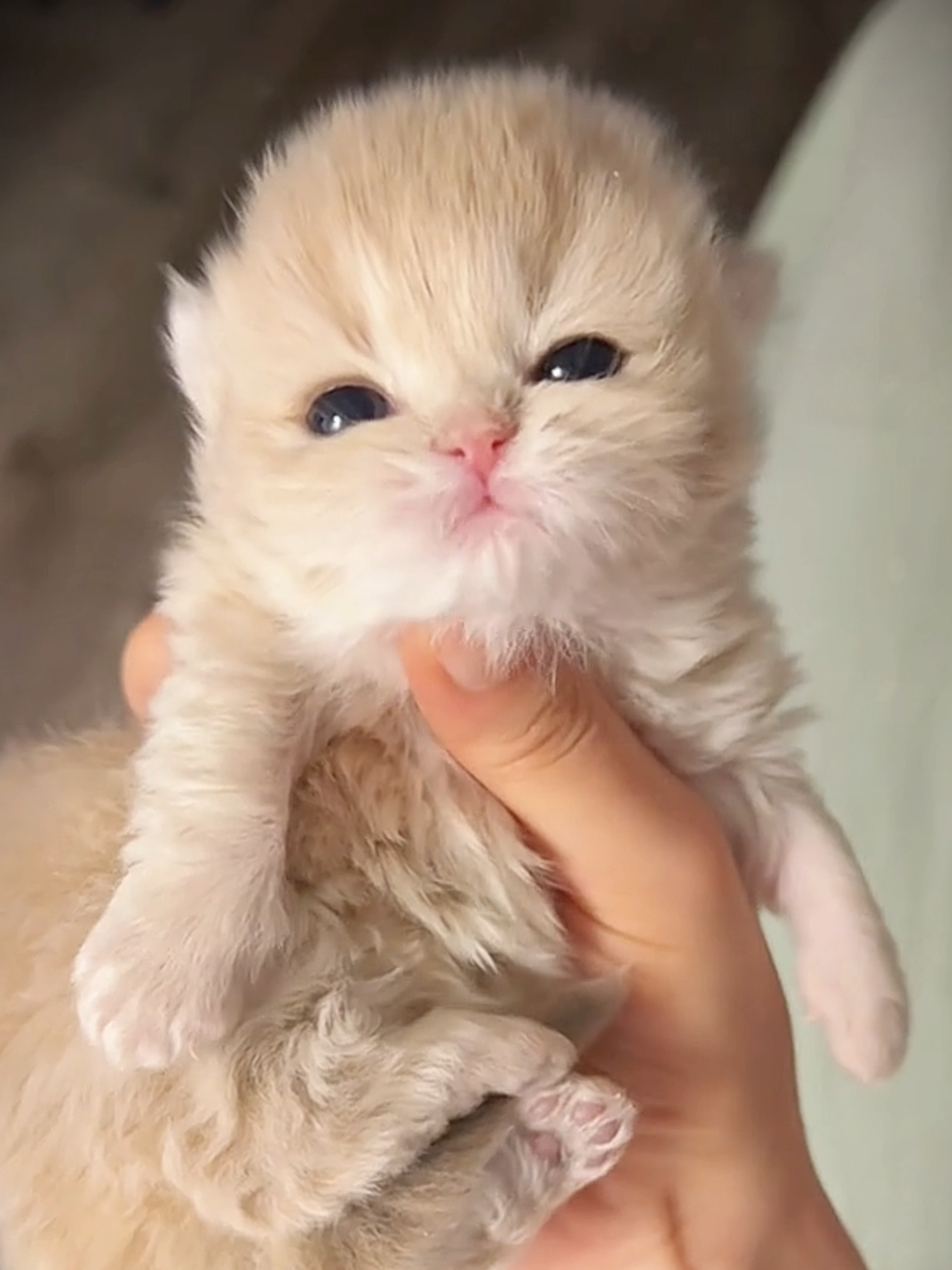 So so cute.🥰#cat #cute #fyp #cutecat #kitten #sensi #sensforge #sensforgecamera