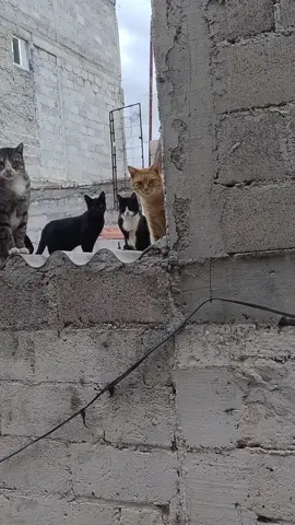 #Vecinos #Michis #Gatos #Pandilla 🤎🖤🩶🤍🧡😺😻
