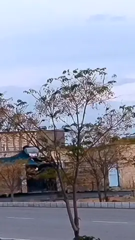 #foryou #foryoupage #brotherloft11 #racingpigeons #virralvideotiktok 