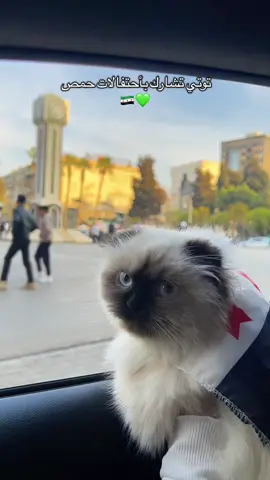 من احتفالات حمص اليوم وتوتي كانت اول الحاضرين 💚🇸🇾😂 #حمص #homs #syria #سوريا_حرة #سوريا🇸🇾 #سوريا_تركيا_العراق_السعودية_الكويت_عمان #حمص_حماه_ادلب_الشام_ديرالزور_الرقة #المانيا_السويد_النمسا_النروج_دينيمارك #حمصية #قطط_كيوت #قطط_مضحكة_لطيفة 