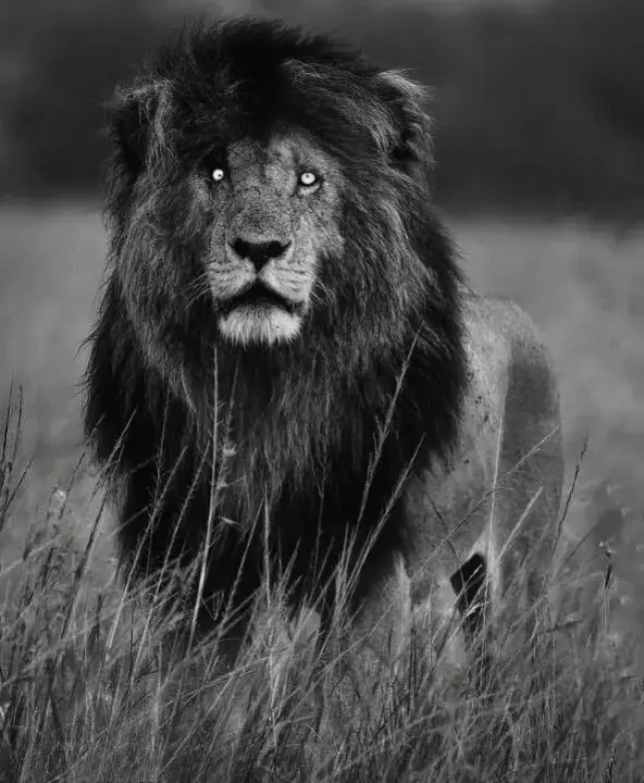 #expressions #quotes #incentivize #texts 