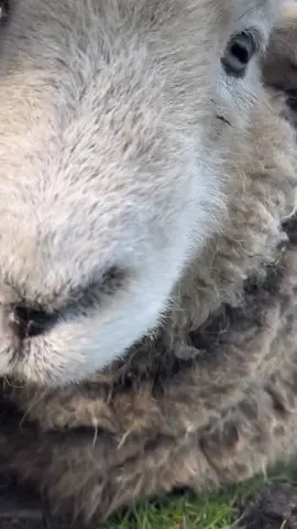 😻#herdy_herdwick 