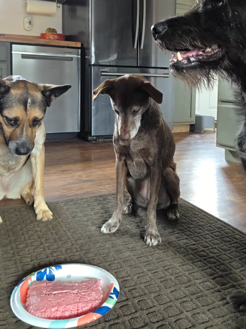 expired turkey and a reinforced 'leave it' 👏