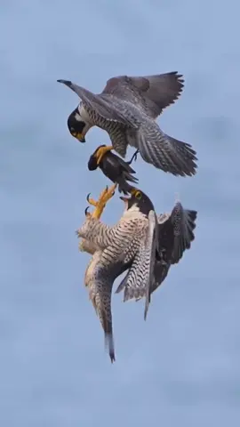 Speed vs Strength. Who wins the sky? 🦅⚡️ #nature #wild #facts #DidYouKnow #mindblowingfacts 