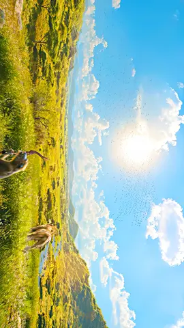 4K | Mufasa The Lion King #mufasa #mufasathelionking #mufasathelionkingedit #lionking #thelionking #simba #scar #nala #taka #disney #edit #fyp #viral #aesthetic ★ upload method ★ TG: @editing_news