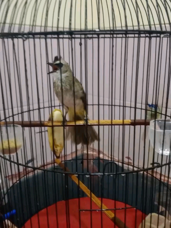 Selamat berpisah SUKANII semoga makin bagus di sana ya 🙂  Sisa kenangan dan video suaramu sekarang 😁 #ropelmania  #trucukanindonesia  .#fyp #trucukangacor  #CapCut 