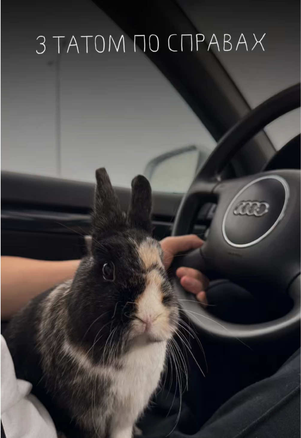 😎😎 #funnybunny #gangster #ganstabunny #foryou 