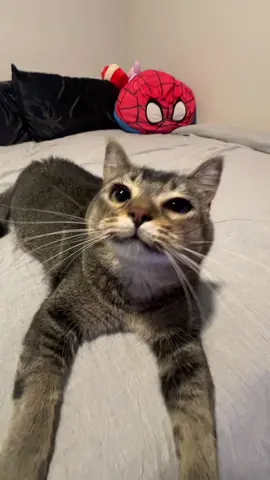 let’s make the most the of the night 😈 #fyp #cat 