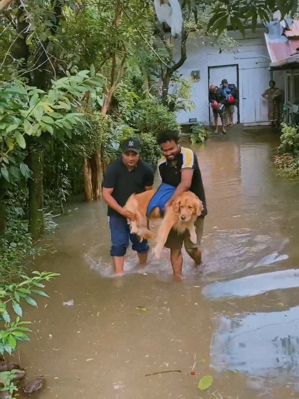 Shevy is Safe ! 🖤🐶 . #flood #shevy #srilanka #goldenretriever #Love 