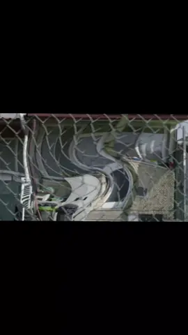 YTP-shiva shiva è confuso-Davvo #davvo #ytp #shiva 