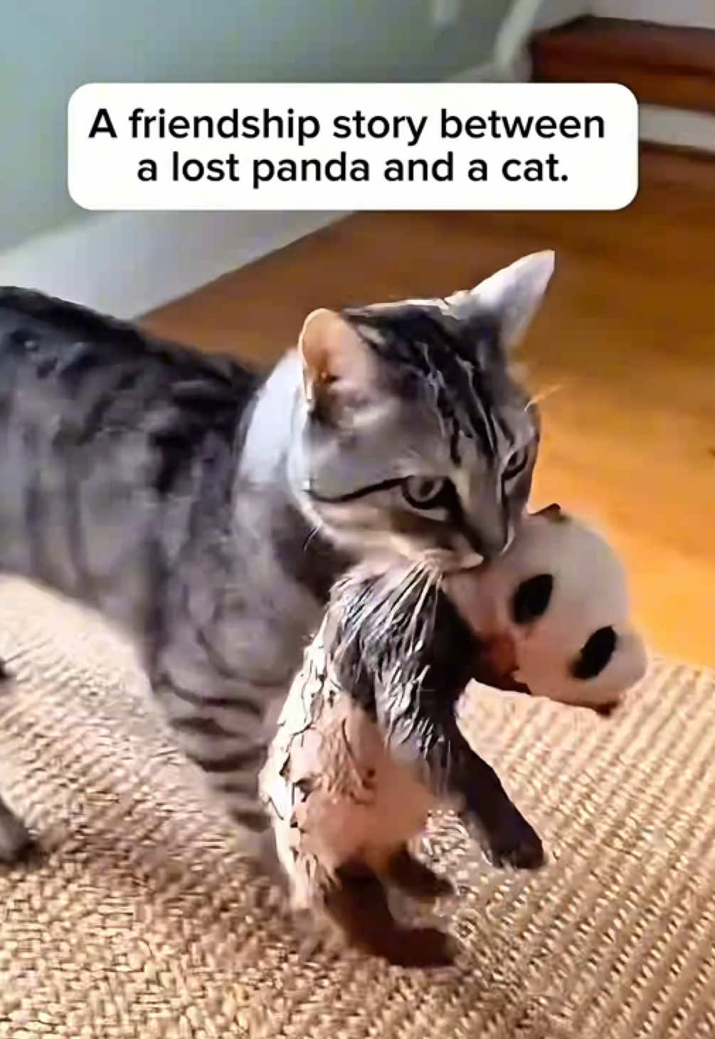 A friendship story between a lost panda and a cat.🐼🐈‍⬛❤️‍🔥 #panda #babypanda #cat #catlover #animalrescue 