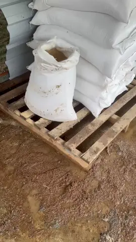 #srilankan #chikenfarm #1millionaudition #wairal #chikenfarming පවු අපේ මිනිස්සු 🥺🫂🙏