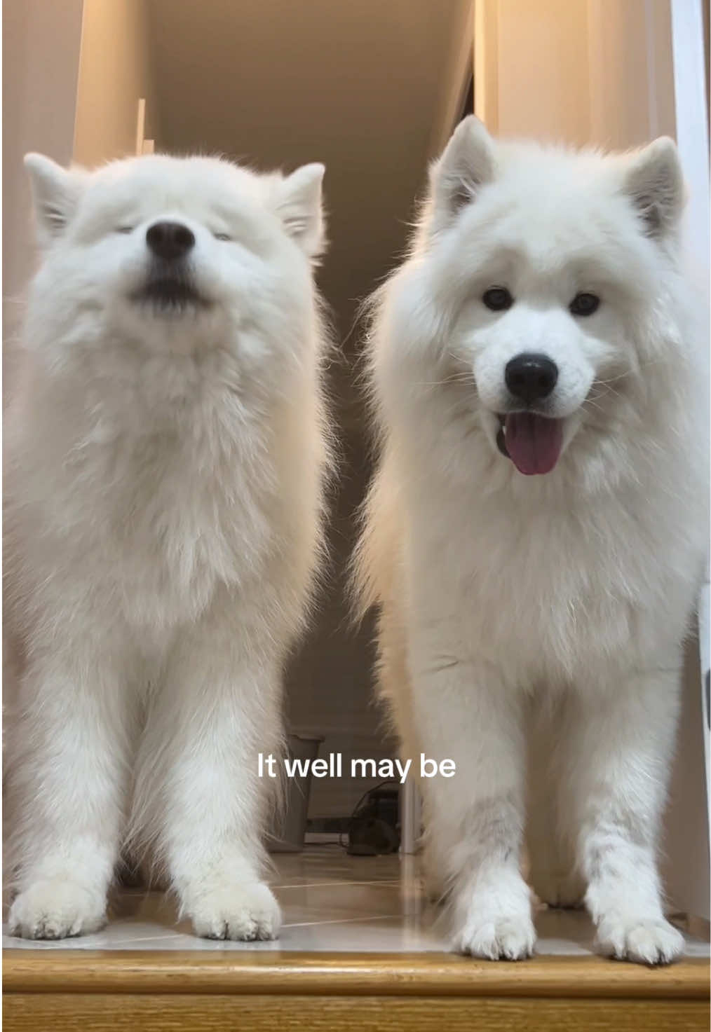 thankful #forgood #dogowners #samoyeds 