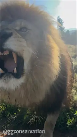 A Kings power isn’t in his crown, it’s in the blood he’s willing to spill to protect his own. 