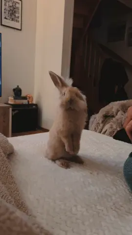 Those helicopter ears 😭❤️🥰 #bunny #cutepets #fyp #minilop 