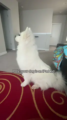 taking the screens away starting tomorrow. Ma guy’s screen addiction has gone out of control, like look at that posture. #samoyed #dogsoftiktok #doglover #dogmom #doglife 