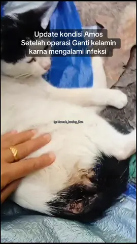 Bismillah  Uodate kondisi amos  Amos adalah kucing jalanan yg kami temukan dalam kondisi kelamin nya penuh belatung  Amos mengalami masalah syaraf  Ia tak bisa mengontrol air kencing nya  Akibat dari hal ini kelamin amos mengalami infeksi dna berakibat amos tak bisa pipis hingga mengalami pendarahan  Beruntung saat itu amos lgsung di tindak oleh dokter veirzza  Kemudian esok hari nya amos di antar. Ke klinik jewan wonderpet utk dilakukan operasi ganti kelamin  Sebelum dilakukan operasi dokter melakukan berbagai macam pemeriksaan utk amos  Dan alhamdulillah operasi berlangsung lancar  Namun setelah beberapa hari di rawat amos mengalami masalah lagi  Luka bekas operasi nya mengalami infeksi karna amos tak bisa kontrol pipis nya  Akibat nya luka jahitan itu jebol dan memburuk  Namun setelah dilakukan pemasangan kateter oleh dokter perlahan luka amos terlihat mulai mengalami perkembangan yg baik selama sakit amos jg di berikan terapi laser agar luka nya cepat membaik  Alhamdulillah nya amos selalu makan dengan lahap meskipun luka mya tidak baik  Saat ini amos sdh di izinkan utk di rawat jalan  Namun amos harus di antar lagi ke klinik setelah 5 hari utk mengganti kateter yg baru.  Karna amos jg mengalami masalah ginjal amos harus makan makanan khusus yaitu RC renal special Teman2 mhon doakan amos ya. Smoga amos diberikan kesembuhan dan kekuatan agar ia bisa kuat menahan smua ujian yg dihadapi nya  Kami jg memohon bantuan teman2 utk membantu meringankan biaya pengobatan amos. Terimakasih karna telah menjadi bagian perjuangan utk menyelamatkan nyawa amos 🙏🏻