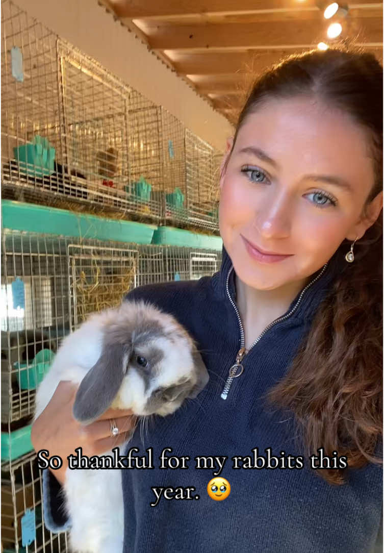 #fyp #viral #fypシ #ticktock #trending #rabbits #showrabbit #rabbitsoftiktok #rabbit #hollandlop #thankful #thanksgiving 