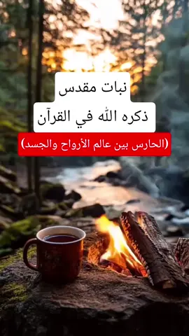 نبات مقدس ذكر في القرآن يعتبر الحارس بين   عالم الجن والإنس 