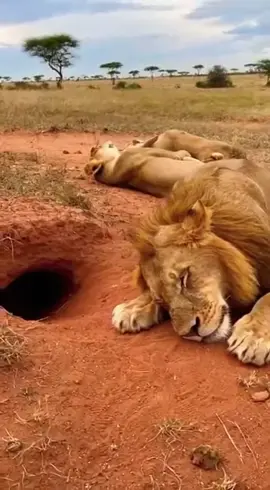 MR WARTHOG GAME 🤣